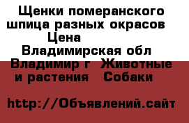 Щенки померанского шпица разных окрасов › Цена ­ 15 000 - Владимирская обл., Владимир г. Животные и растения » Собаки   